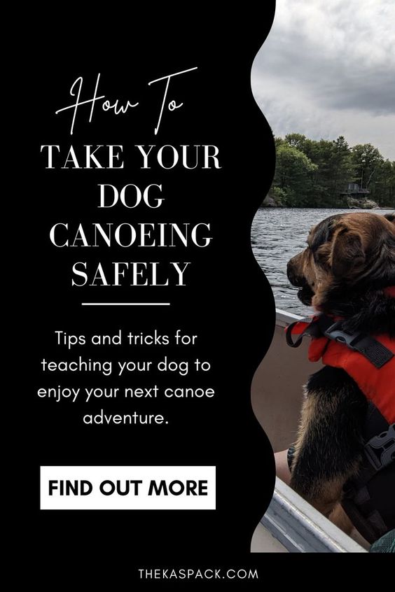 how to take your dog canoeing safely pin