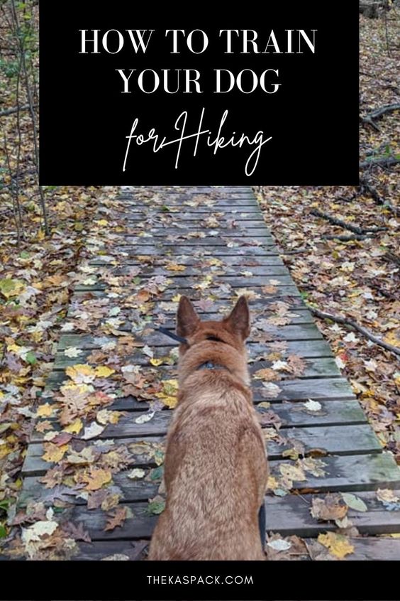 how to train your dog for hiking pin