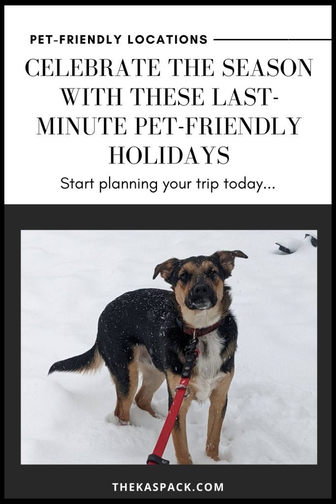 last minute pet friendly holidays pin