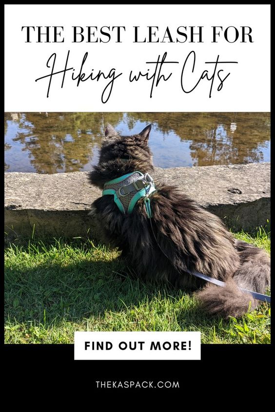 the best leash for hiking with cats pin