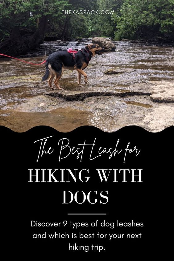 the best leash for hiking with dogs pin