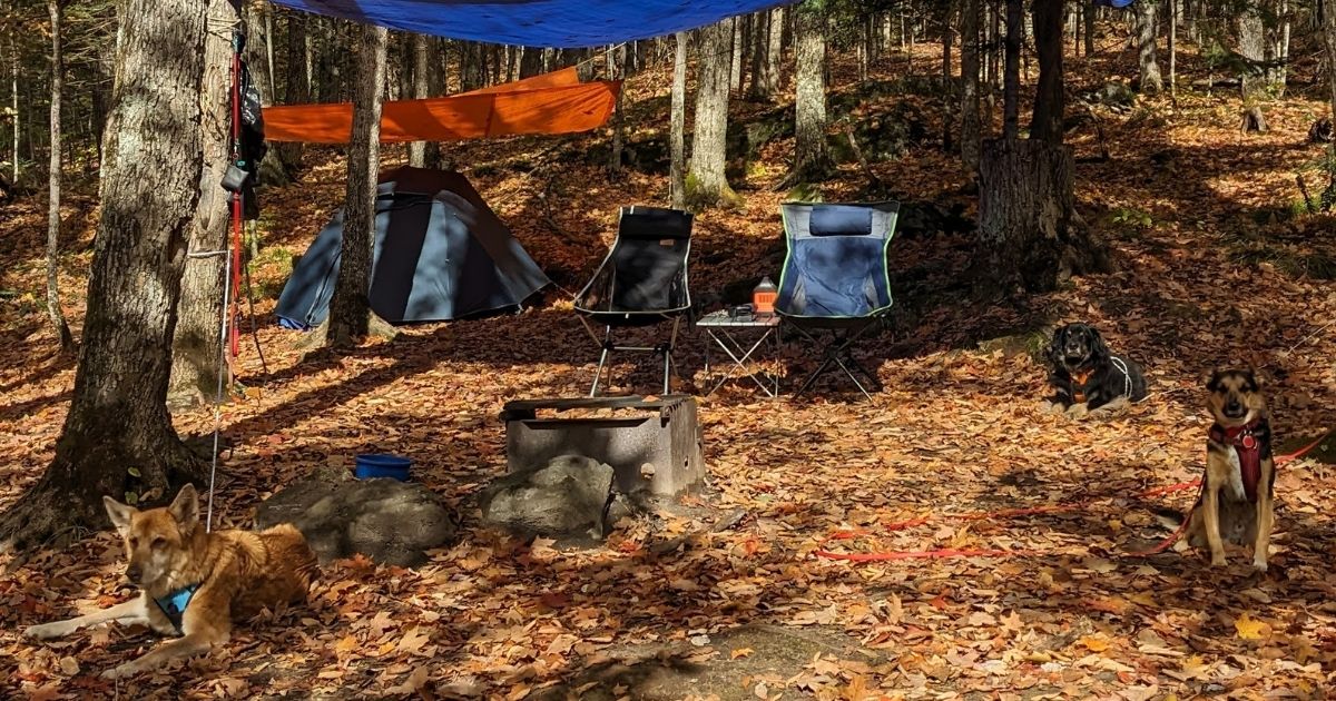 three dogs at a tent campsite in the fall | 20+ Hacks for Camping in the Rain with Pets