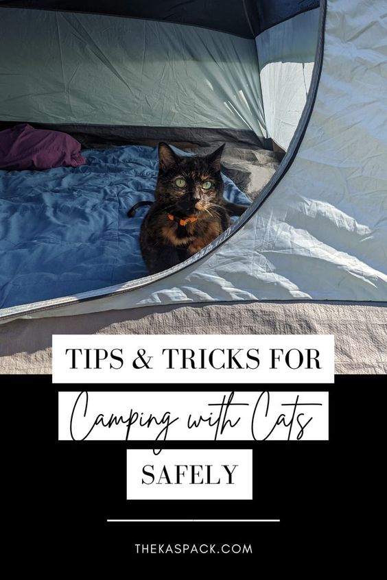 tips and tricks for camping with cats safely pin