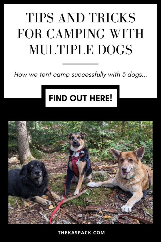 tips and tricks for camping with multiple dogs pin