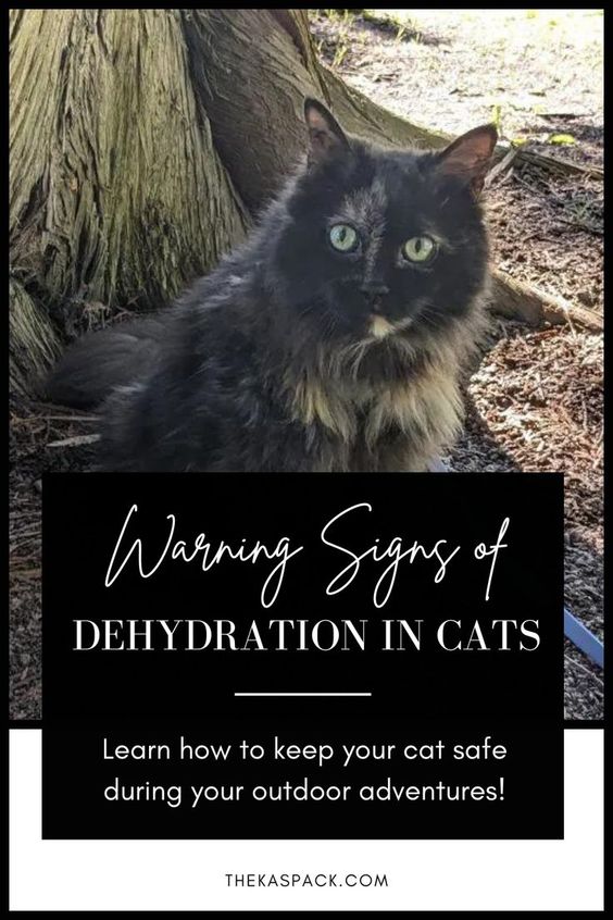 warning signs of dehydration in cats pin