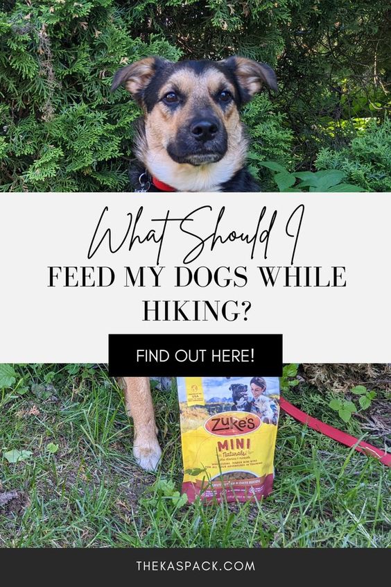 what should I feed my dogs while hiking pin