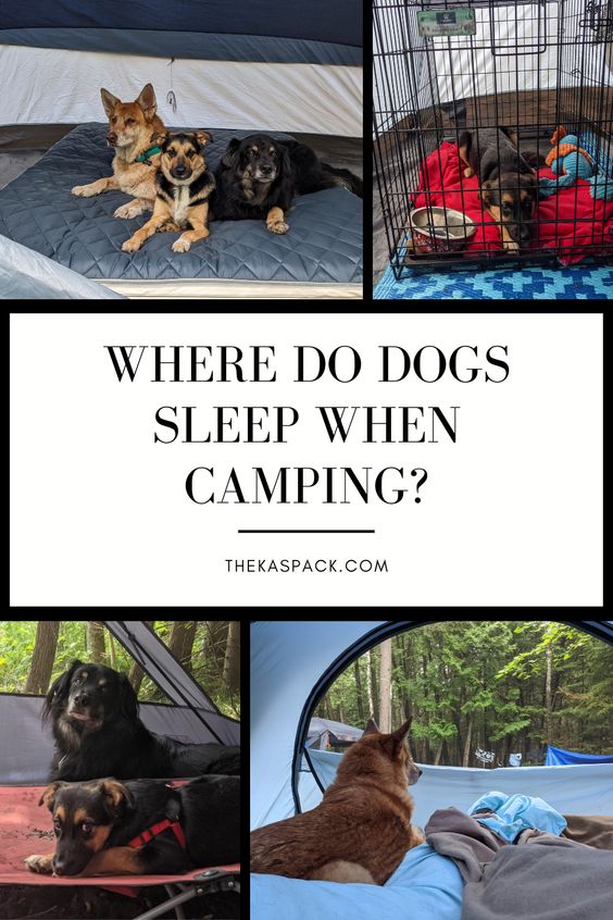 where do dogs sleep when camping pin