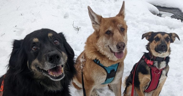 three dogs sitting outside in the snow | Complete Guide to Winter Camping with Dogs at Ontario Parks