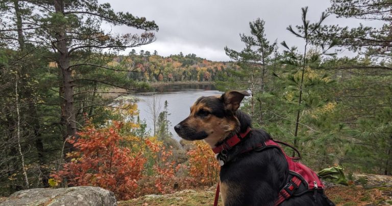 dog hiking at silent lake | Silent Lake Provincial Park: Video Review