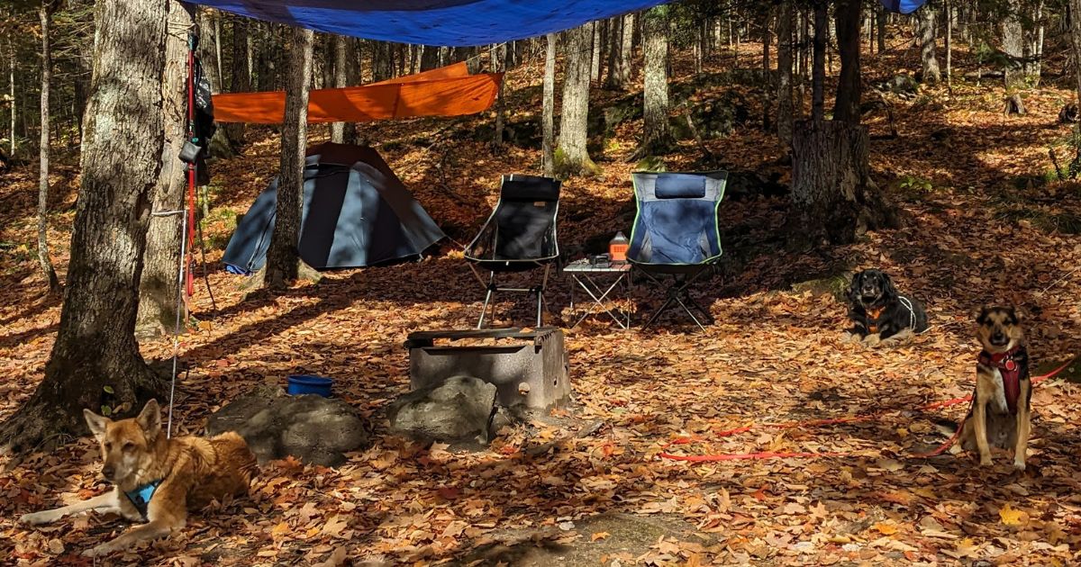 dogs camping in the fall leaves | Silent Lake Provincial Park: Video Review