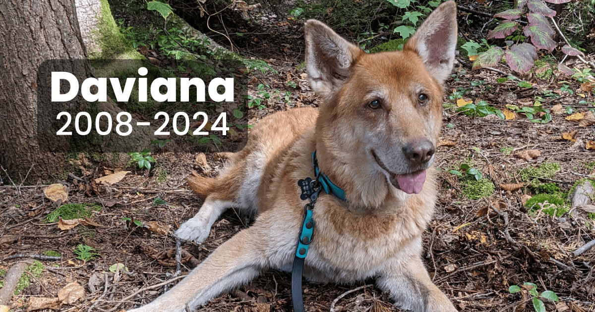 a photo of a dog with text that states Daviana 2008-2024