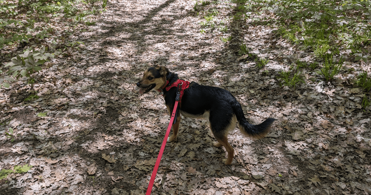 dog on a hiking trail with a red dog harness | RC Pets Momentum Control Harness