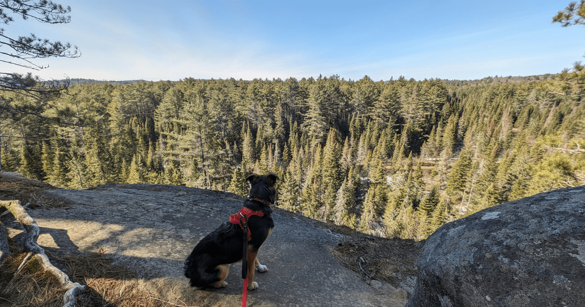 dog sitting at a hiking trail lookout wearing a dog harness | RC Pets Momentum Control Harness