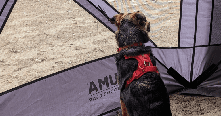 dog sitting in a KUMA dining shelter wearing a red harness | RC Pets Momentum Control Harness