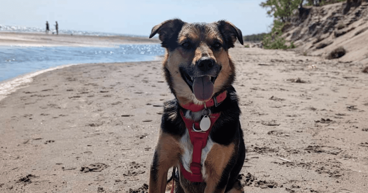 dog sitting on a beach wearing a red harness | RC Pets Momentum Control Harness