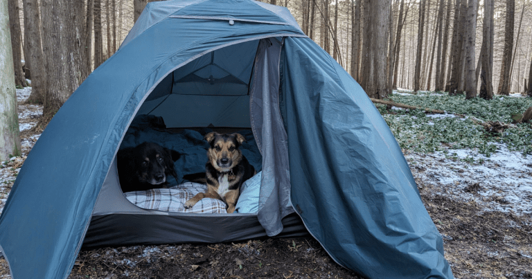 two dogs in a tent in the woods | The Best Websites & Apps for Finding Campgrounds in Ontario