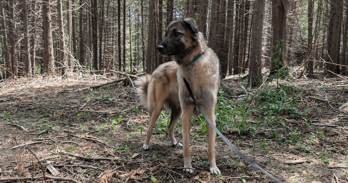 anatolian shepherd mix standing in the forest | Meet the Newest Member of The Kas Pack: Willow