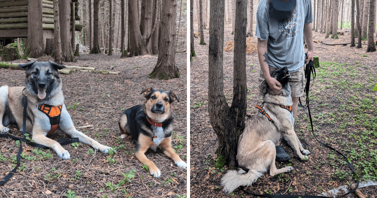 collage of pictures showing an anatolian shepherd mix | Meet the Newest Member of The Kas Pack: Willow