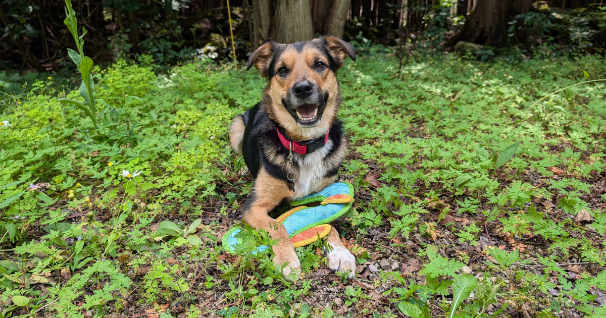 lucifer with a duraforce blue seahorse toy | The Best Outdoor Dog Toys for Camping