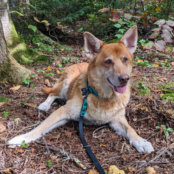 portrait of daviana german shepherd mix | The Kas Pack