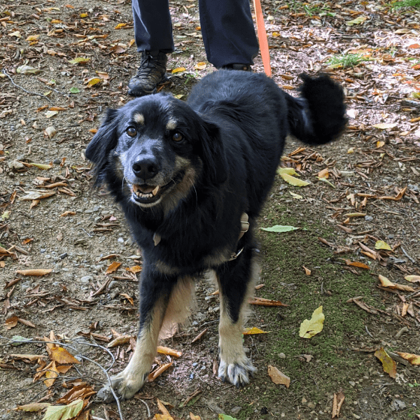 portrait of indiana flat coated retriever mix | The Kas Pack