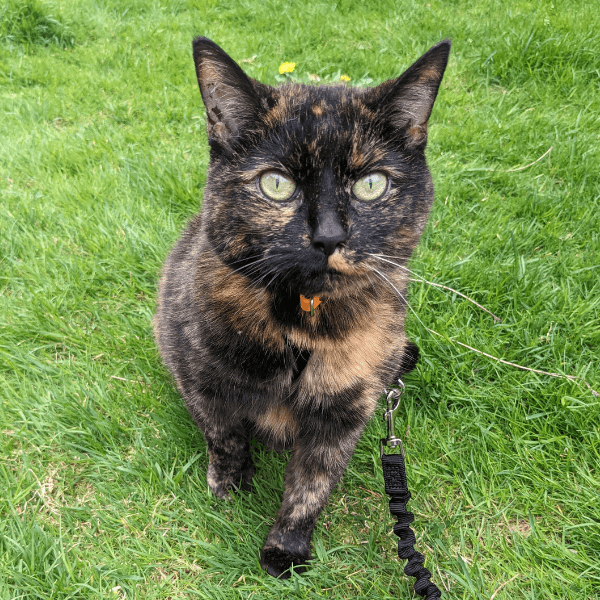 portrait of jinx tortoiseshell domesticated shorthair | The Kas Pack