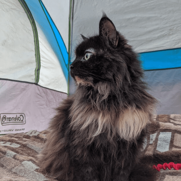 portrait of pippen maine coon mix 2 | The Kas Pack