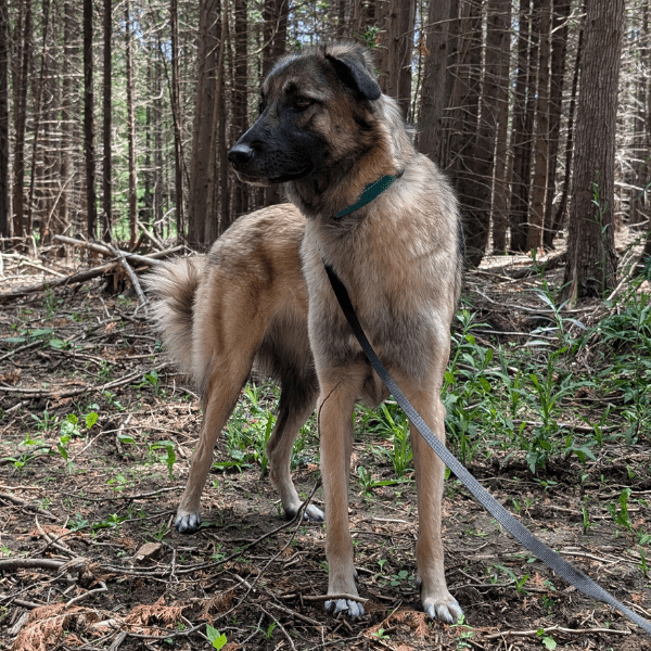 portrait of willow anatolian shepherd mix 2 | The Kas Pack