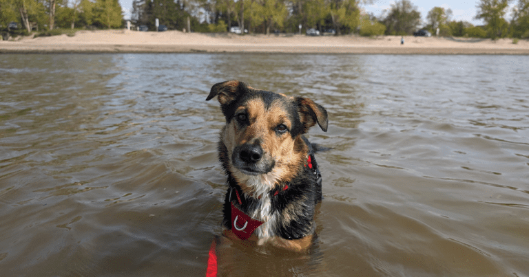 wasaga beach dog beach area 3 | 8 Dog-Friendly Beaches in Ontario to Visit this Summer with Your Pup