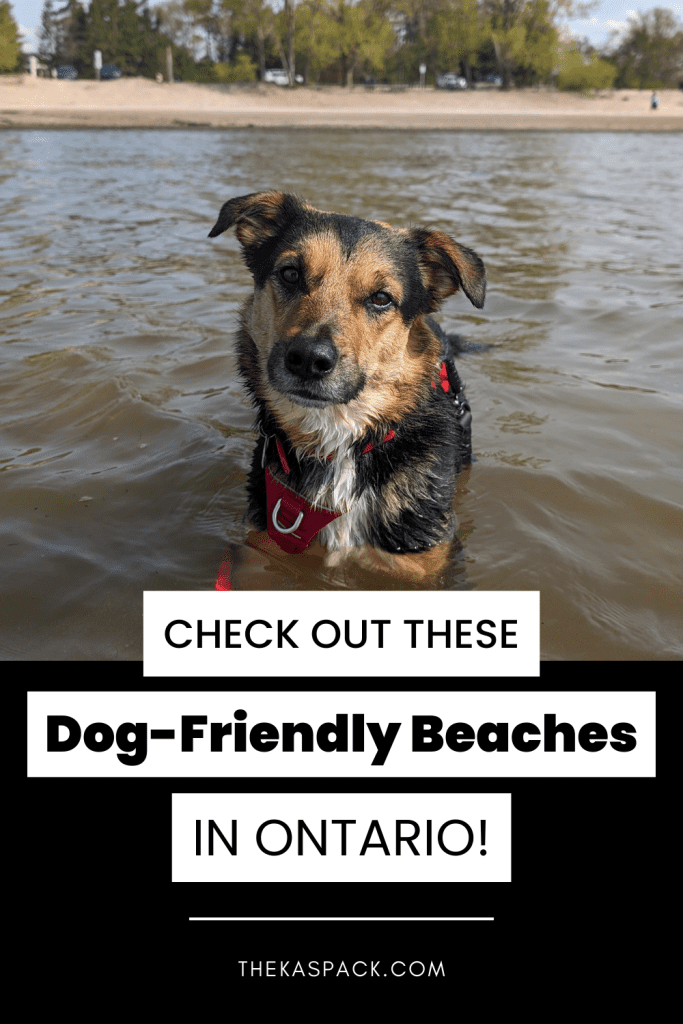 8 Dog-Friendly Beaches in Ontario to Visit this Summer with Your Pup ...