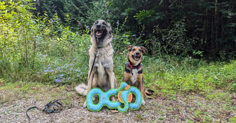 willow and lucifer with two duraforce toys | The Best Outdoor Dog Toys for Camping