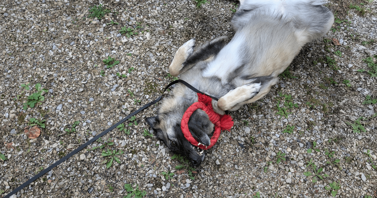 willow with a red playology rope toy | The Best Outdoor Dog Toys for Camping