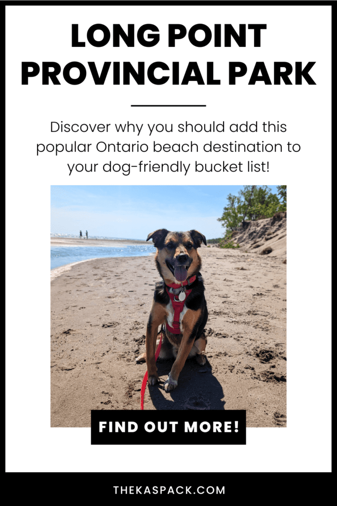 brown, black and white dog sitting on a beach pinterest pin referencing long point provincial park | Long Point Provincial Park: Video Review