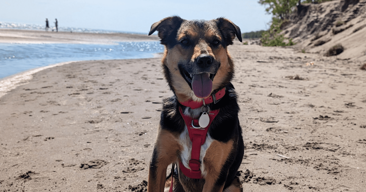 brown, black and white dog sitting on a beach | Long Point Provincial Park: Video Review