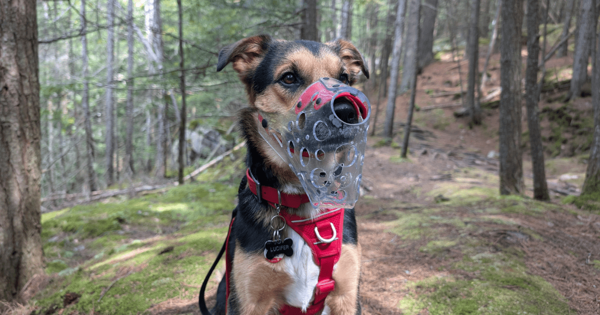 dog sitting in the woods wearing a muzzle | Hiking with a Reactive Dog: Is It Possible?