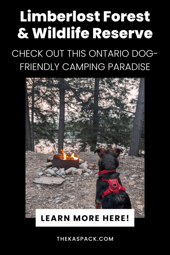 dog sitting looking at a campfire with a lake in the background pin | Limberlost Forest & Wildlife Reserve: Video Review