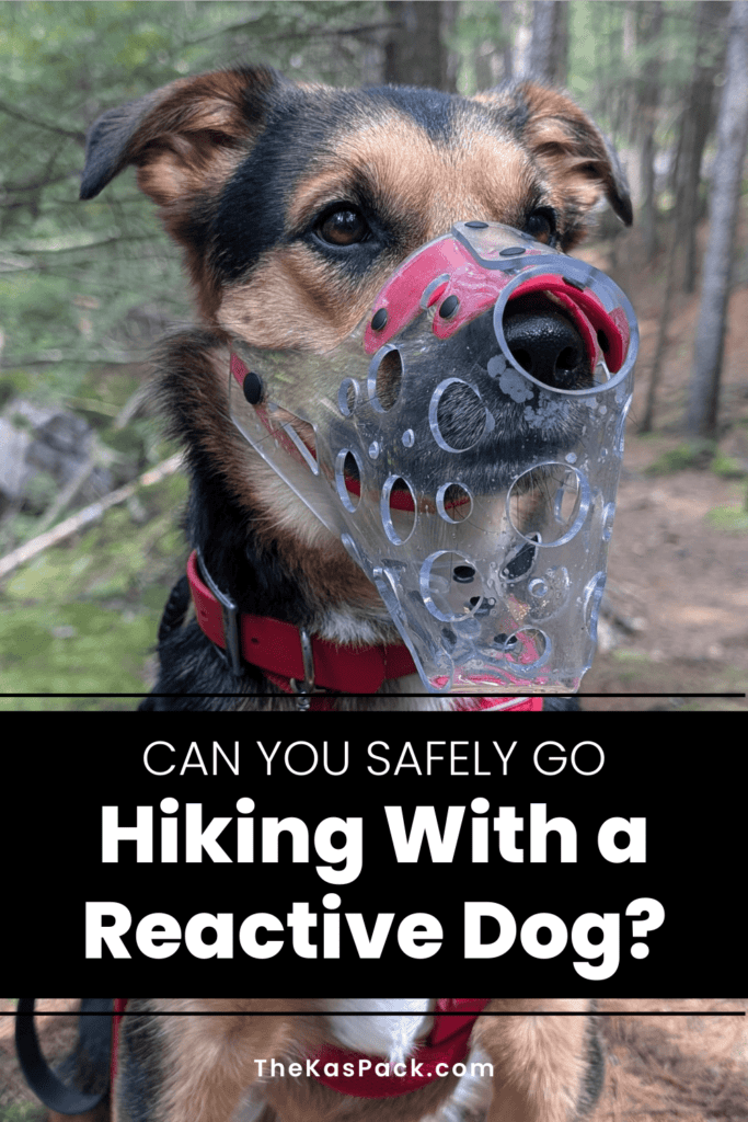 dog wearing a muzzle in a pinterest graphic | Hiking with a Reactive Dog: Is It Possible?