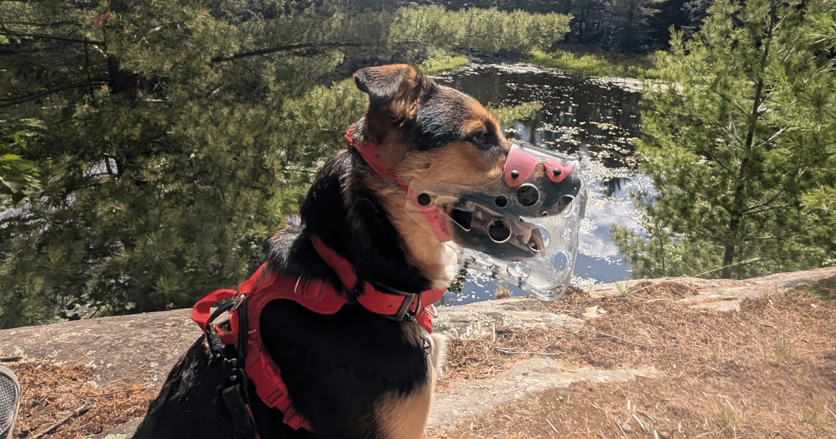 side view of a dog wearing a vinyl muzzle | Hiking with a Reactive Dog: Is It Possible?