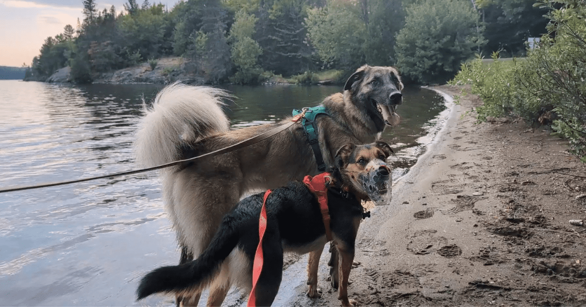 two dogs standing on the beach with one wearing a muzzle | Hiking with a Reactive Dog: Is It Possible?