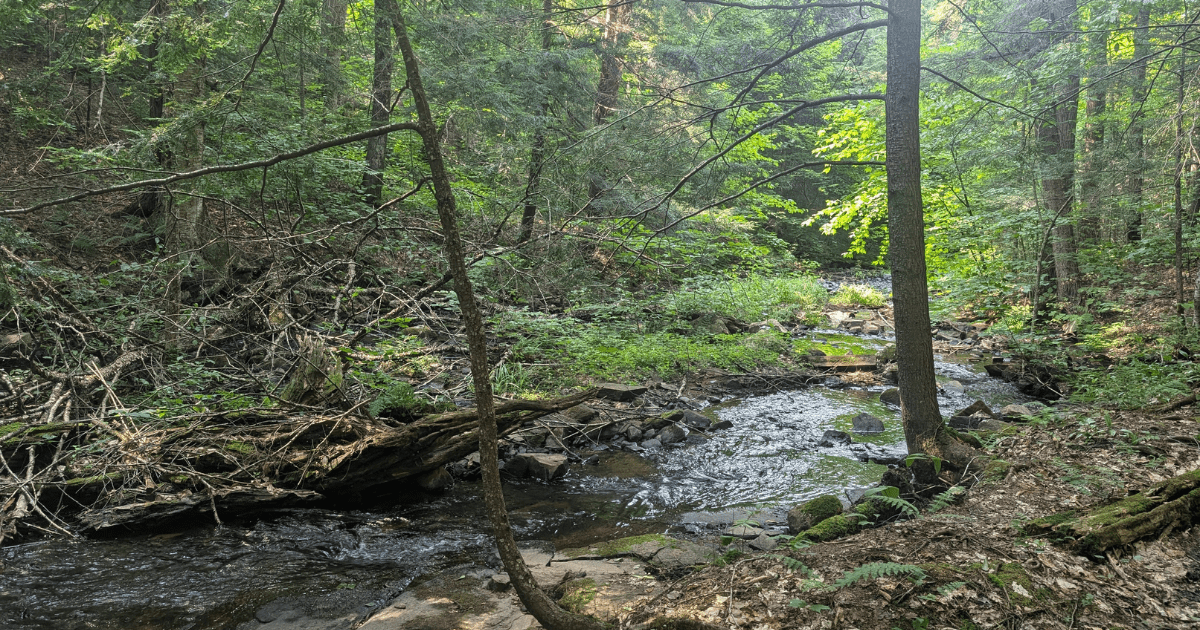 wooded area with a creek running through the center | Limberlost Forest & Wildlife Reserve: Video Review