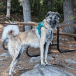 an anatolian shepherd mix standing outside in the woods on leash | Massasauga Rattlesnake Safety and Your Pet