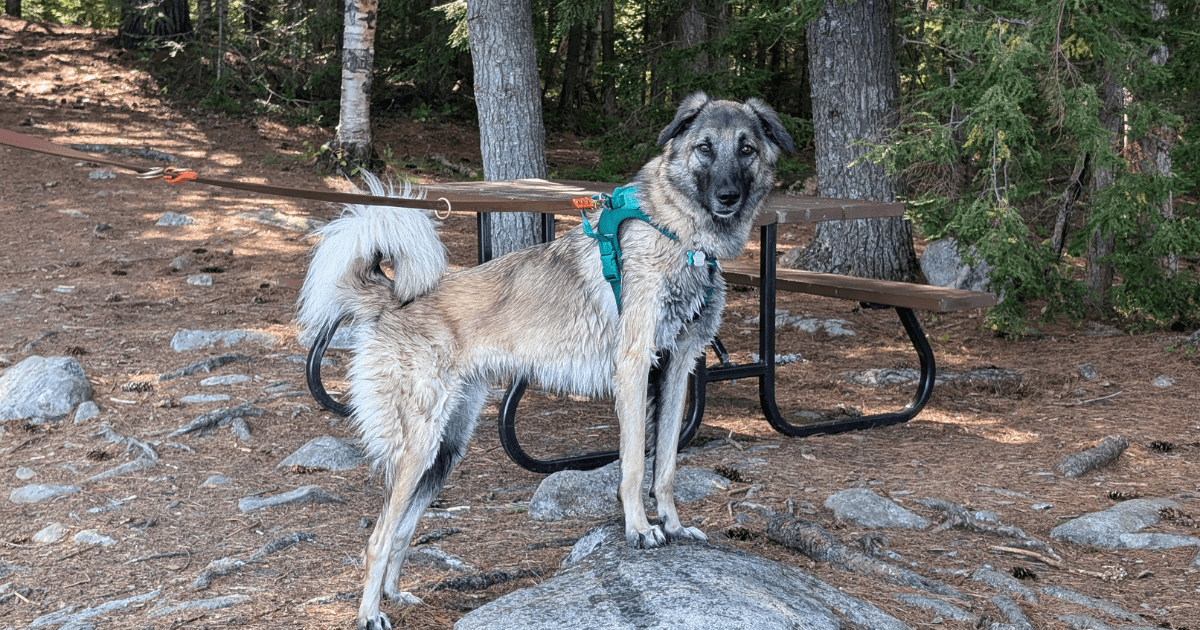 an anatolian shepherd mix standing outside in the woods on leash | Massasauga Rattlesnake Safety and Your Pet