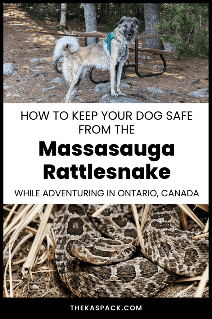 massasauga rattlesnake safety tips with pets | Massasauga Rattlesnake Safety and Your Pet