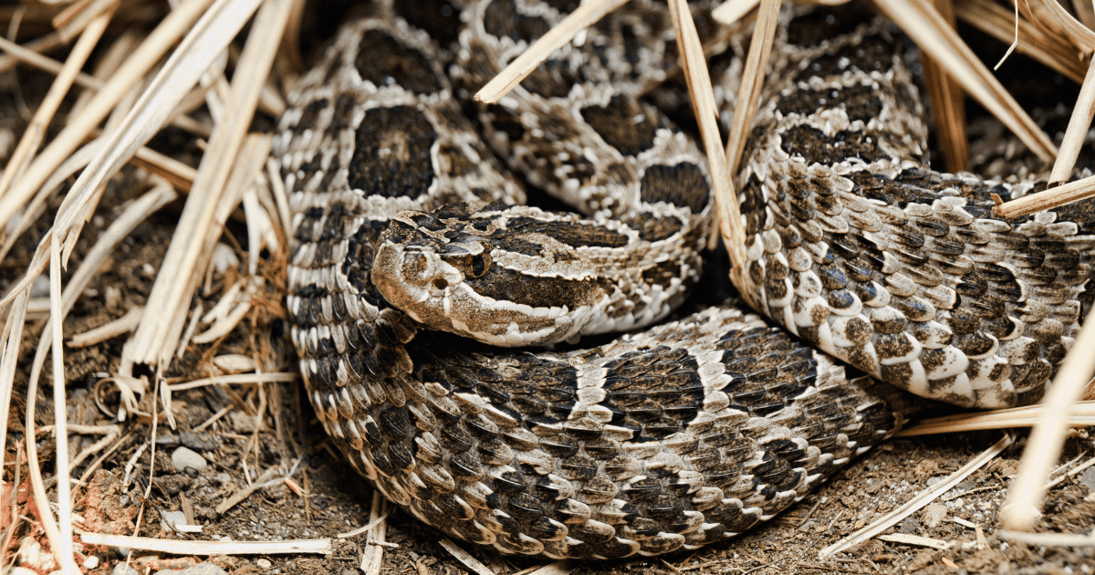 massasauga rattlesnake | Massasauga Rattlesnake Safety and Your Pet