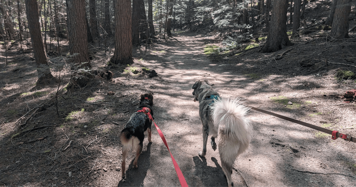 two dogs hiking in the woods | Massasauga Rattlesnake Safety and Your Pet