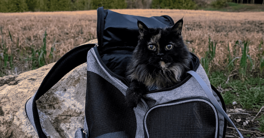 cat looking out the top of a cat backpack | Sherpa 2-in-1 Pet Backpack & Carrier: A Versatile Backpack for Your Cat-Friendly Adventures