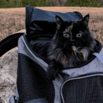 cat looking out the top of a cat backpack | Sherpa 2-in-1 Pet Backpack & Carrier: A Versatile Backpack for Your Cat-Friendly Adventures