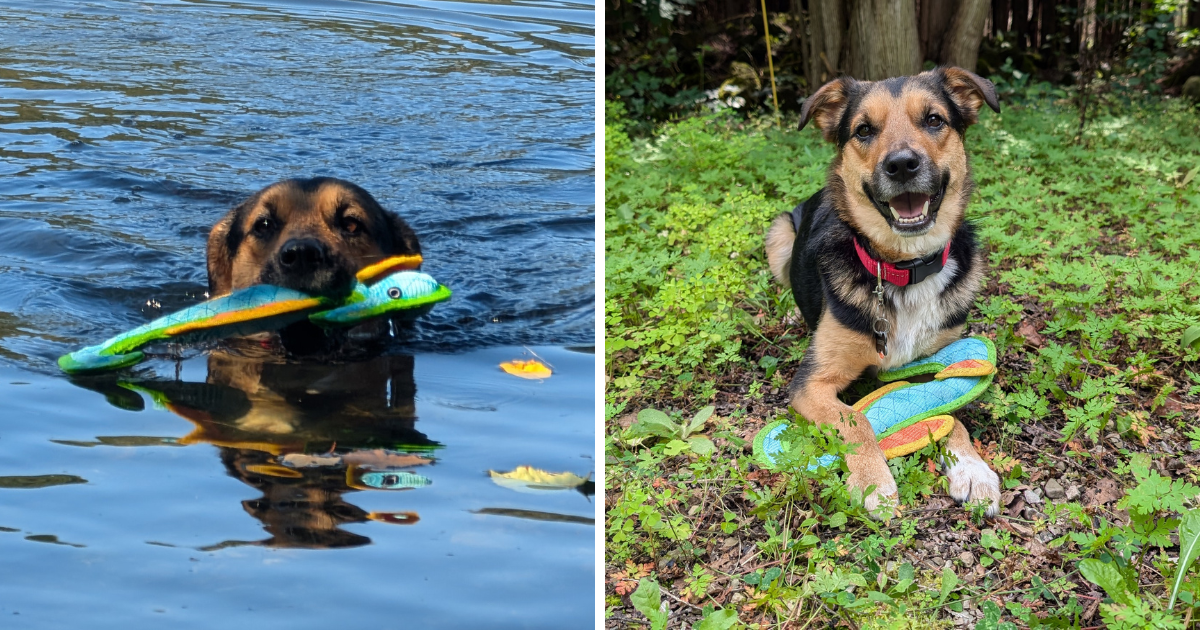 collage of a dog playing with a duraforce seahorse toy | 2024 Holiday Gift Guide for Adventure-Loving Dogs and Cats