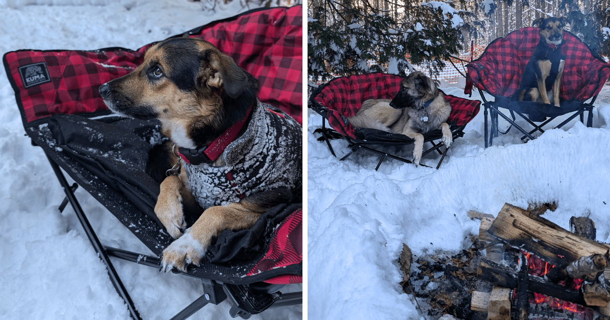 collage of dogs in kuma outdoor lazy bear dog bed | 2024 Holiday Gift Guide for Adventure-Loving Dogs and Cats