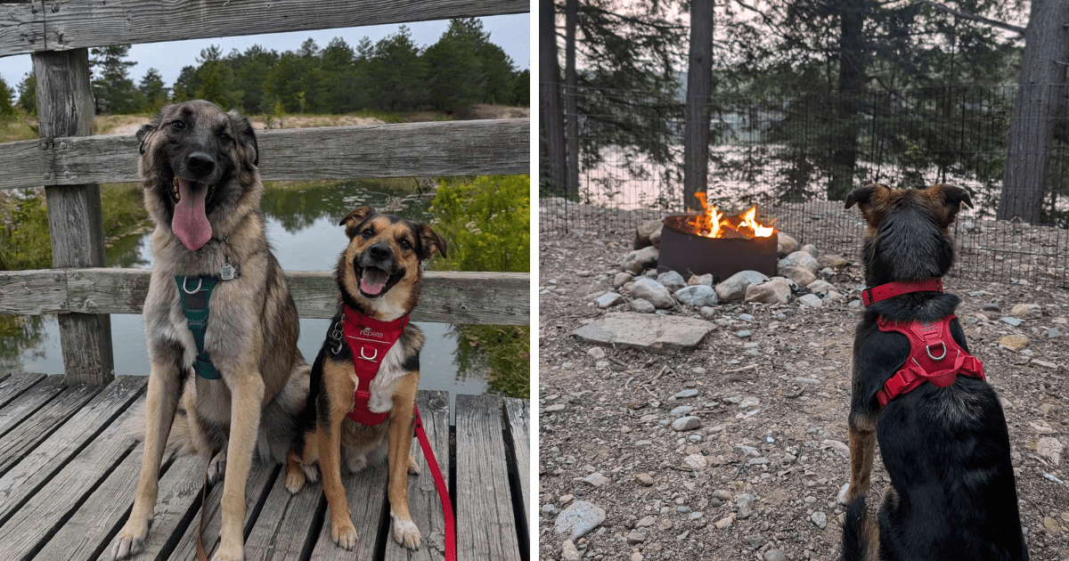 collage of dogs wearing the rc pets momentum control harness | 2024 Holiday Gift Guide for Adventure-Loving Dogs and Cats